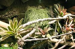 Bild 7: Regenwaldterrarium f&#252;r Taggeckos, Phelsumen, Typ R03