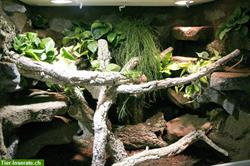 Bild 2: Terrarium f&#252;r Schlangen unser Typ T07 - Halbfeucht-/Waldterrarium