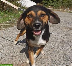 Mischlingshund Gigi aus Bulgarien sucht liebevolles Zuhause