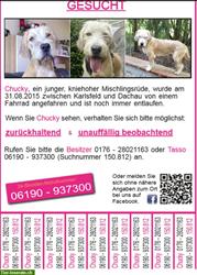 Hund vermisst, Mischlingsrüde in Bayern-Dachau