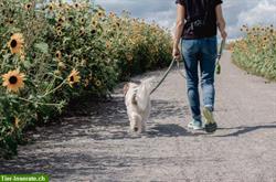 Bild 1: Gef&#252;hrter Hundespaziergang in Weggis LU/Vierwaldst&#228;ttersee