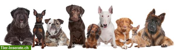 Tellington TTouch Kurs - Grundlage für ein glückliches Hundeleben