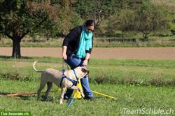 Bild 2: Tellington Touch Kurs - Einführungskurs, Vertiefungskurs & Differenzierungskurs