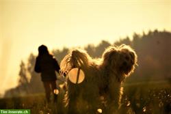Biete günstiges Fotoshooting für Hunde