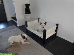 Bild 6: LICO hygienische Hundebetten, Kissen und Matratzen