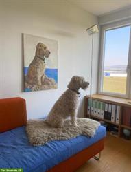 Hundeportrait Malerei nach Ihren Wünschen
