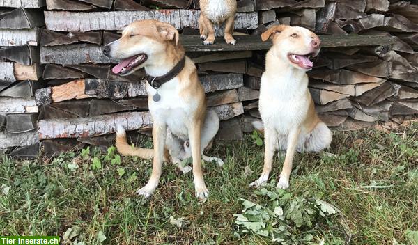 Tierinserate Hunde Tierinserate Hunde