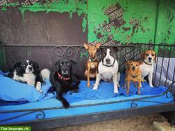 Pfotenhort Moossee bietet Hundehütedienst