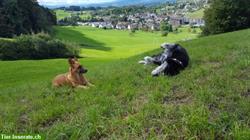Bild 4: Biete Ferienpl&#228;tze: Keine Rudelhaltung, Hundebetreuung privat &amp; famili&#228;r