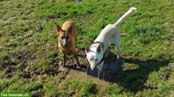 Bild 7: Biete Ferienpl&#228;tze: Keine Rudelhaltung, Hundebetreuung privat &amp; famili&#228;r