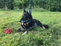 Bild 5: Biete private Tier-/Hundebetreuung im ZH-Oberland