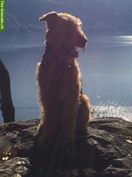 Bild 2: Suchen Betreuung f&#252;r Airedale Terrier R&#252;den, 2-4 Tage