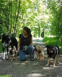 Bild 2: Biete Hundetagesbetreuung, Umgebung Pf&#228;ffikon, Wetzikon, Uster
