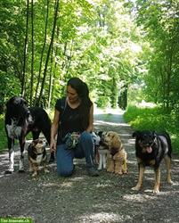 Bild 4: Biete Hundetagesbetreuung, Umgebung Pf&#228;ffikon, Wetzikon, Uster