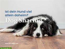 Bild 2: Dog Sharing im Raum Bern, Z&#252;rich und St. Gallen