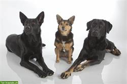 Bild 1: Bieten liebevolle Hundebetreuung, Ferienpl&#228;tzli und Tagespl&#228;tzli