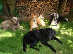 Bild 8: Professionelle Hundebetreuung im Limmattal