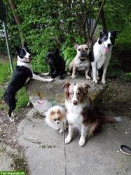 Bild 2: Biete private Hundebetreuung bei mir Zuhause in Aarburg an