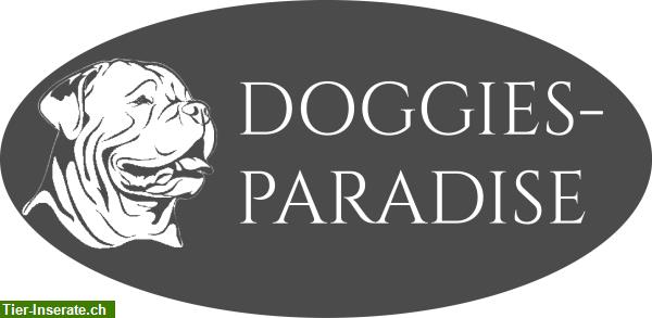 Doggies-Paradise biete Hundebetreuung in Eschenbach SG