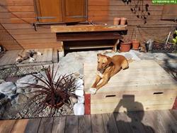 Liebevolle Hundebetreuung mit Familienanschluss in Dürnten