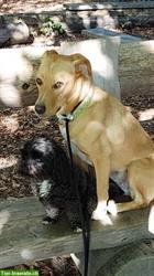Bild 3: Liebevolle Hundebetreuung mit Familienanschluss in D&#252;rnten