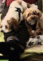 Bild 4: Liebevolle Hundebetreuung mit Familienanschluss in D&#252;rnten