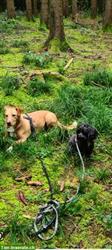 Bild 5: Liebevolle Hundebetreuung mit Familienanschluss in D&#252;rnten