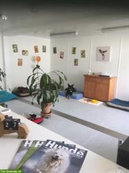 Bild 4: Biete Hundebetreuung Region Andelfingen, Ossingen, Stammheim