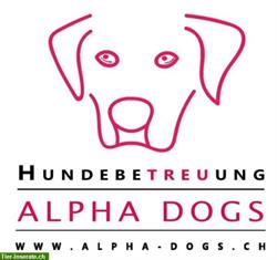 Hundebetreuung mit Hol- und Bringservice im Kanton Zürich