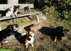 Bild 3: Professionelle Hundetagesbetreuung in Wallisellen/Opfikon
