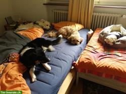 Bild 4: Professionelle Hundetagesbetreuung in Wallisellen/Opfikon