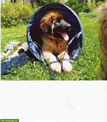 Bild 4: Bieten liebevolle Hundeferien mit Familienanschluss