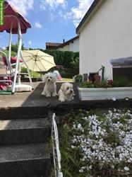 Bild 1: Privater Kleinhunde &#171;Ferienplatz&#187; in Greifensee ZH