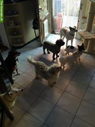 Bild 9: Hundepension Pfotentreff bietet famili&#228;re Betreuung Ihres Hundes