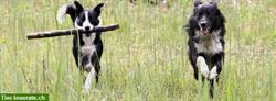Bild 1: Hundesitting bei Border Collie im Berner Oberland