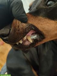Bild 2: Biete Hundebetreuung &amp; Zahnreinigung, Region Furttal