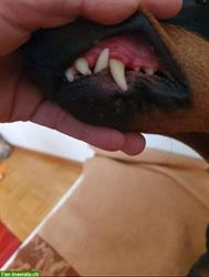 Bild 4: Biete Hundebetreuung &amp; Zahnreinigung, Region Furttal