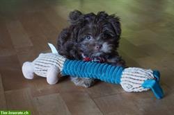 Dogsharing Partner für Bolonka Welpen gesucht