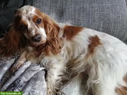 Bild 2: Hunde Tagespl&#228;tze und Ferienpl&#228;tze, sowie Gassi Service