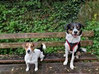 Bild 1: Biete Tagesbetreuung f&#252;r Hunde im Baselland