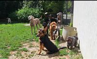 Hundepension hat freie Tagesplätzli/Ferienplätzli nähe Winterthur