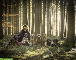 Bild 4: hundundhund KlG - Hundebetreuung, Hundeschule, Hundephysiotherapie