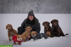 Bild 8: hundundhund KlG - Hundebetreuung, Hundeschule, Hundephysiotherapie