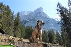 Hundespaziergänge Region Langnau im Emmental