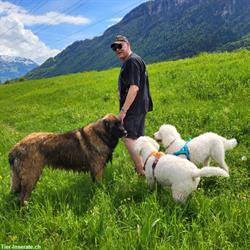 Leonberger Hündin sucht Spielgefährten für Spaziergänge, Raum Uster