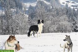 Bild 5: Hundesalon in Thun mit Futter &amp; Hunde Zubeh&#246;rshop