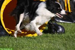 Bild 6: Hundesalon in Thun mit Futter &amp; Hunde Zubeh&#246;rshop
