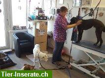 Hundesalon Blacky in Wettingen - 35 Jahre Erfahrung