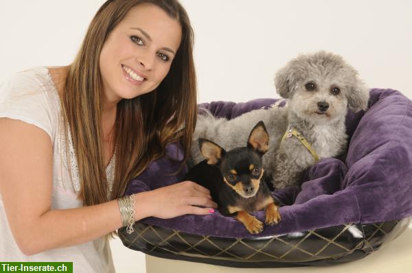 Hundesalon dog-ville für ihre vierbeinigen Lieblinge
