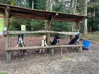Hundeschule Rägeboge - die Hundeschule mit Abwechslung in Koppigen BE
